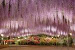 Denne blomsterpark er den mest magiske destination for wisteria-elskere
