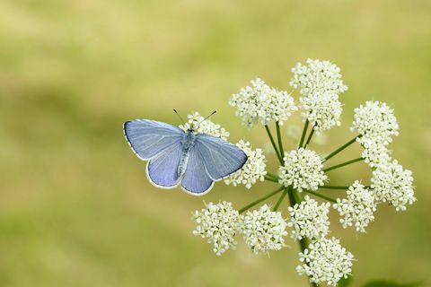 Holly Blue_Iain H Leach, Butterfly Conservation