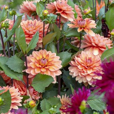 blomstrende dahlia i haven