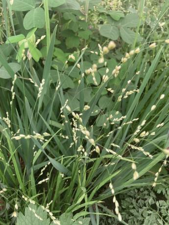 chelsea flower show vilde planteideer