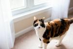 At flytte hus med en kat: Din brugervenlige guide