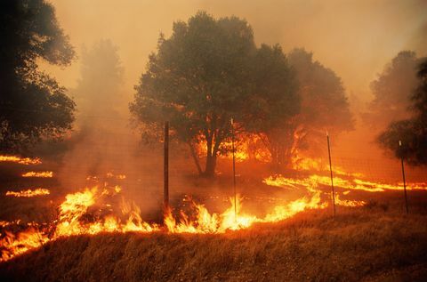 træmangel, skovbrande i sonoma county, californien, usa