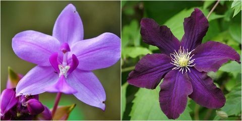 Lilla blomster: Purple Clematis og Purple Orchid