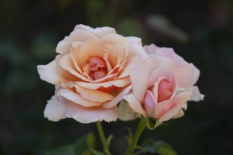 Pink Roses i Merrick Rose Garden