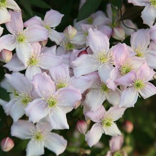 Clematis montana