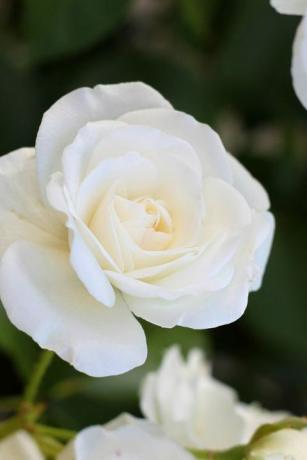 nærbillede af hvid rose, der blomstrer udendørs