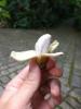 Musa Virkelig lille banantræ