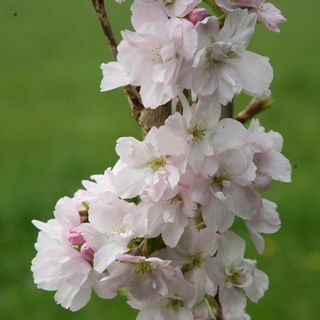 Prunus 'Amanogawa' japansk blomstrende kirsebær