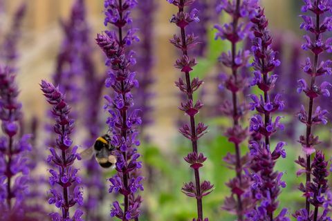 Sommerhaveplanter