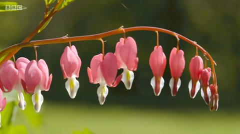 blødende hjerteplante vokser i rachel de thames garden chelsea blomster show 2020 bbc