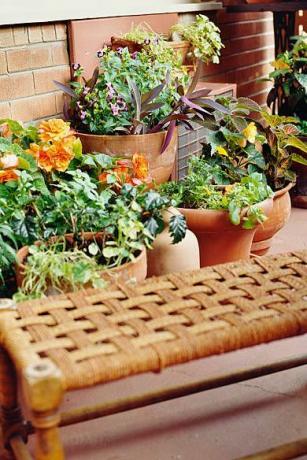 balkon med stueplanter