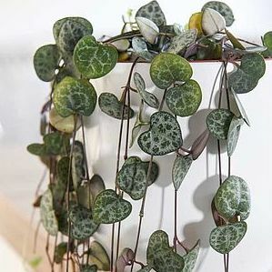 String of Hearts Plant