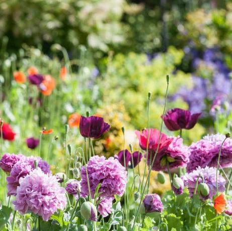 engelsk sommerhushave med vilde blomster