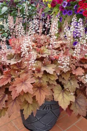 heuchera-plante med prangende spidse blade i slående farve