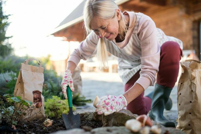 senior kvinde planter løg udendørs i efterårshaven, havearbejde koncept