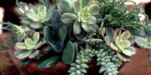 Succulent arrangement - bordplader