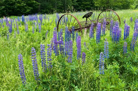 sukker bakke, new hampshire, felt