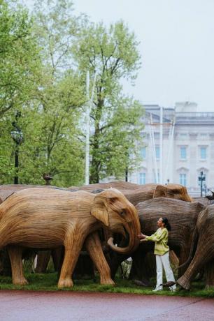 buckingham palace elefanter