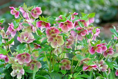 kantplanter, havekantplanter, helleborus niger, også kaldet julerose, vinterrose eller sort hellebore, er en stedsegrøn, flerårig plante blomstrende plante i ranunkelfamilien ranunculaceae juleroseplante er giftig blomsterne af fem kronblade kommer i forskellige farver, bl.a. hvid, rød, pink, lilla, grøn, gul og abrikos og vises om vinteren, ofte til jul, i mildt klima og i det sene forår i koldere områder