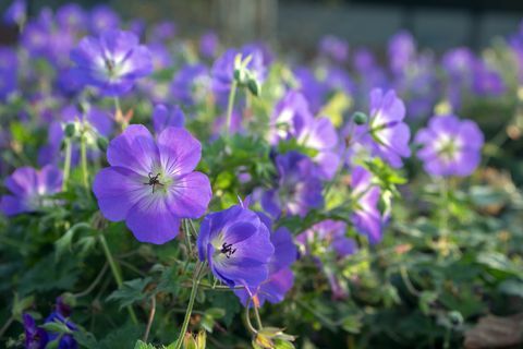 borderplante, haveborderplante, tranenæsegruppe af blomster, geranium rozanne i blomst, grønne blade, stort bundt blomster