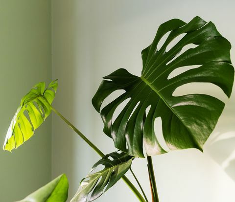 nærbillede af store blade af monstera deliciosa palme i lysende orkan eller schweizisk ost plante