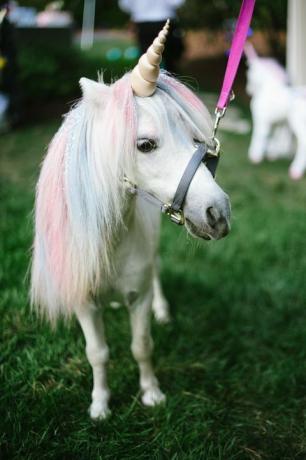 Unicorn Petting Station