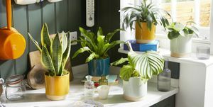 bloom wild lancerer en ny serie af store stueplanter, der passer til ethvert miljø