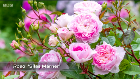 rosa silas marner, lyserød rose