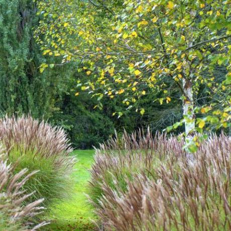 miscanthus almindeligvis kendt som elefantgræs eller sølvgræs og et birketræ i en engelsk have