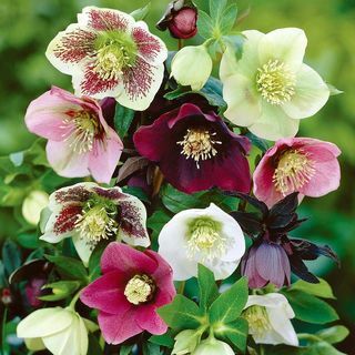 Helleborus orientalis