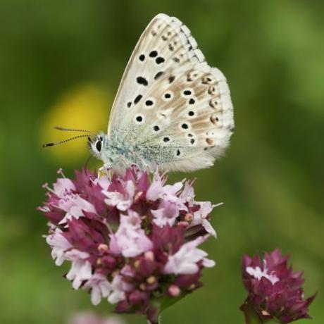 en fantastisk mandlig kridtbakke blå sommerfugl polyommatus coridon nektar på en marjoramblomst