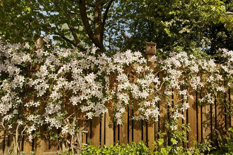 Clematis på hegn