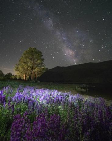 Lupine vilde blomster blomstrende og Mælkevejen blomstrende