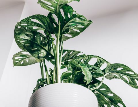 schweizisk osteplante aka monstera monkey mask, eller officielt navn monstera adansonii, adansons monstera