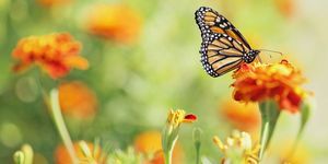 Monarch sommerfugl på ringblomst blomster