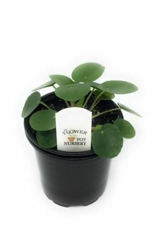 Pilea peperomioides, 4-tommers gryde