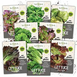 Salat Lovers Seed Collection