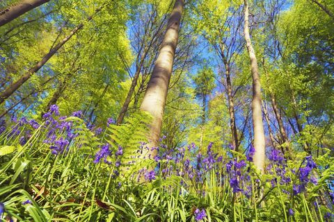 Hallerbos