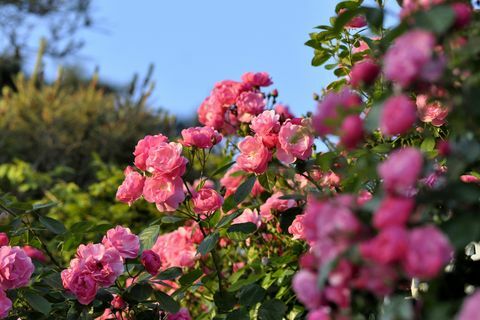 Nærbillede af lyserøde blomsterplanter