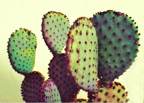 Nærbillede af stikket pære kaktus mod himlen