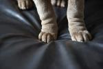 10 kæledyrsvenlige interiørtips til dit hjem