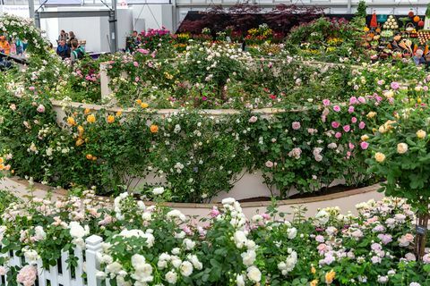 David Austin Roses, Chelsea Flower Show 2019