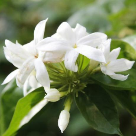 haveoase, hvide trachelospermum jasminoides blomstrer i haven, tæt på