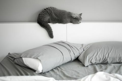 Britisk korthårkat der slapper af på sengegavlen