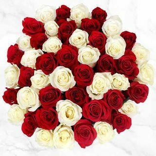 50-stamme røde og hvide roser