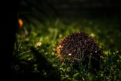 Wild Hedgehog gemmer sig i mørke på en regnfuld nat