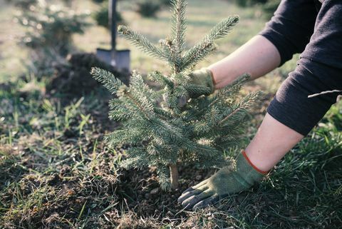 Arbejder planter et ungt træ i haven. Lille plantage til et juletræ. Picea pungens og Abies nordmanniana. Gran og gran.