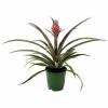 Denne tropiske plante har en lille lyserød ananas, og du kan bestille en fra hjemmepladsen
