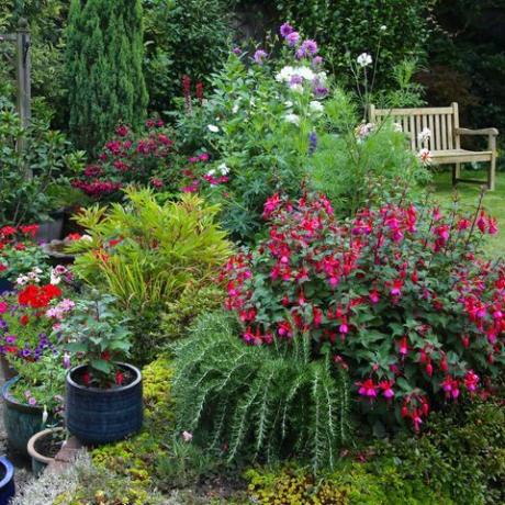 lyse blomster i engelsk have med gårdhave blomsterbed