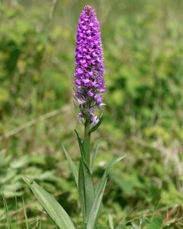 sydlig marsk orkidé dactylorhiza praetermissa plante i blomst